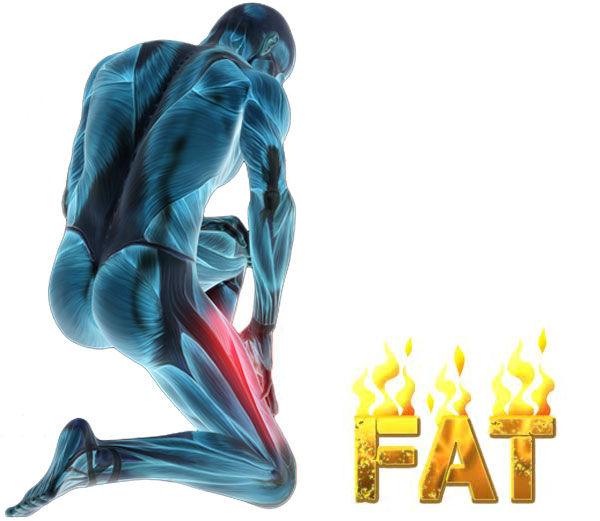Building Muscle Melts Fat