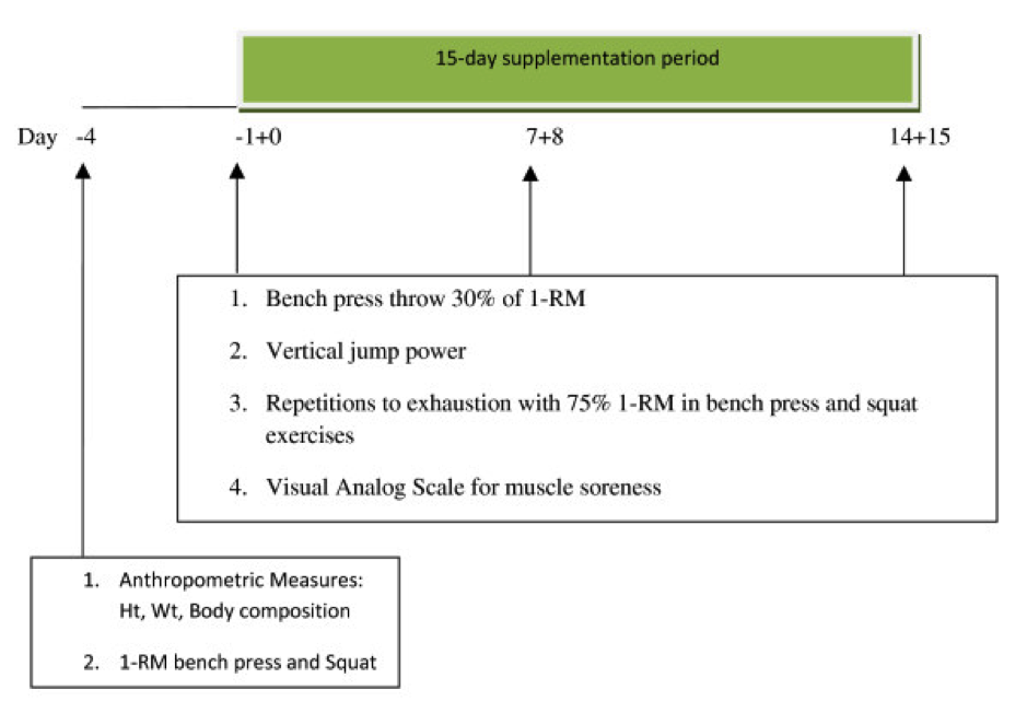 The Effects of Creatine &Beta-Alanine Supplements