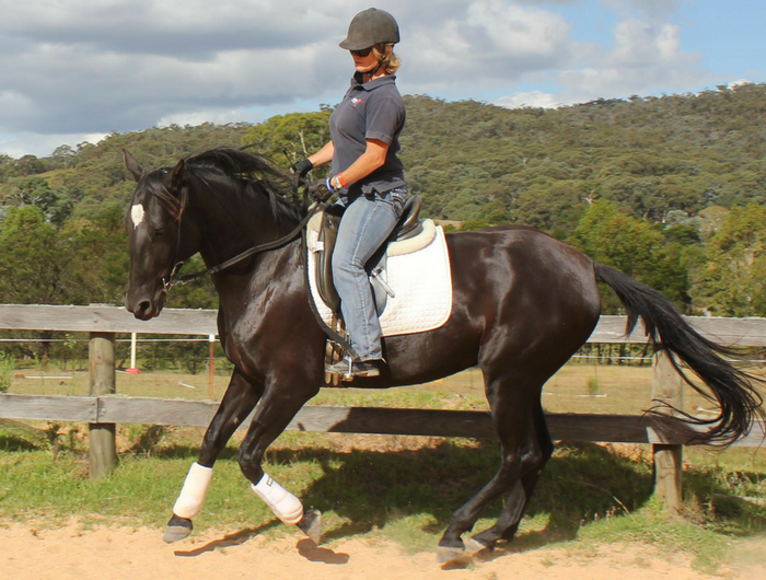 Rider and Horse Training for You and Your Equine Partner