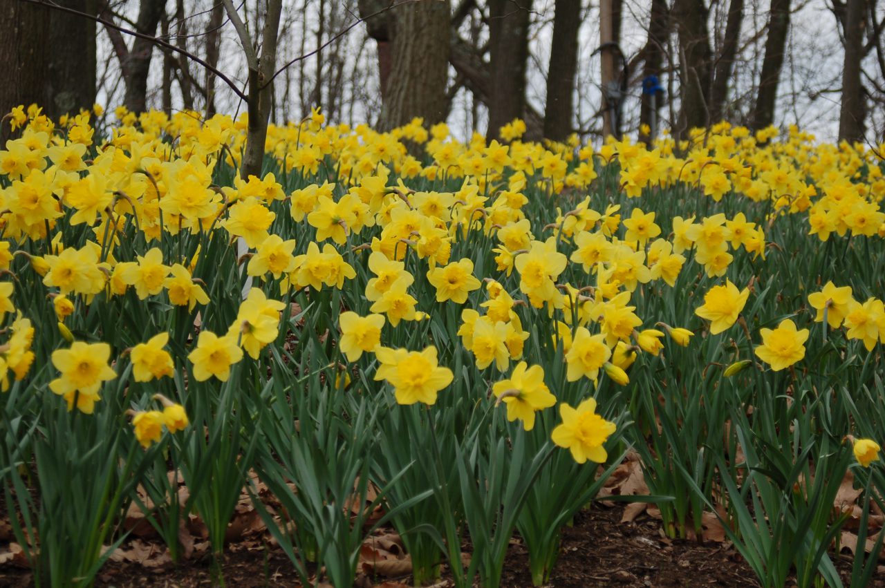 Spring daffodils in bloom