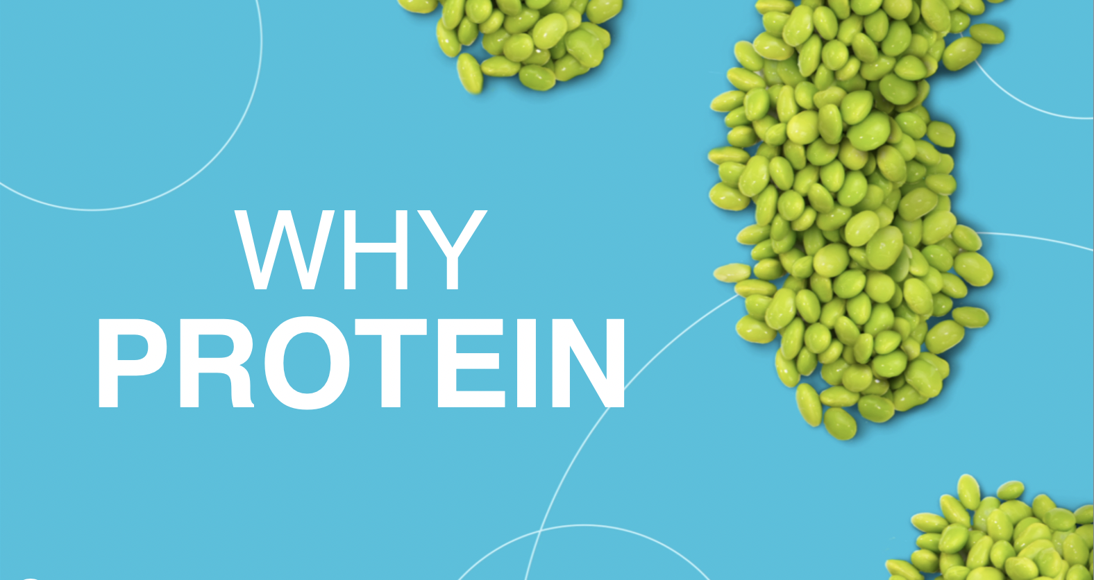 Why to Eat Protein