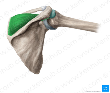 The Rotator Cuff