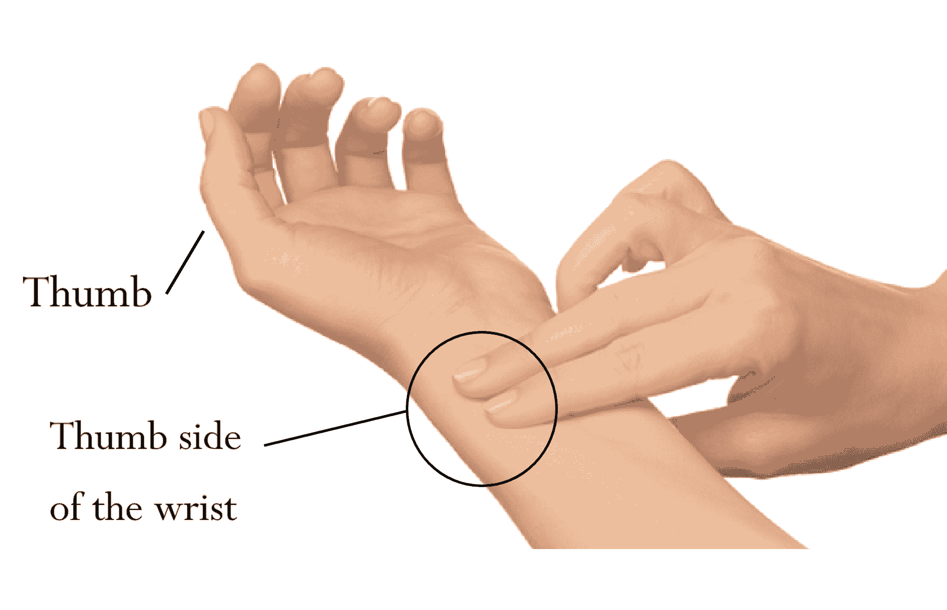 Radial Pulse