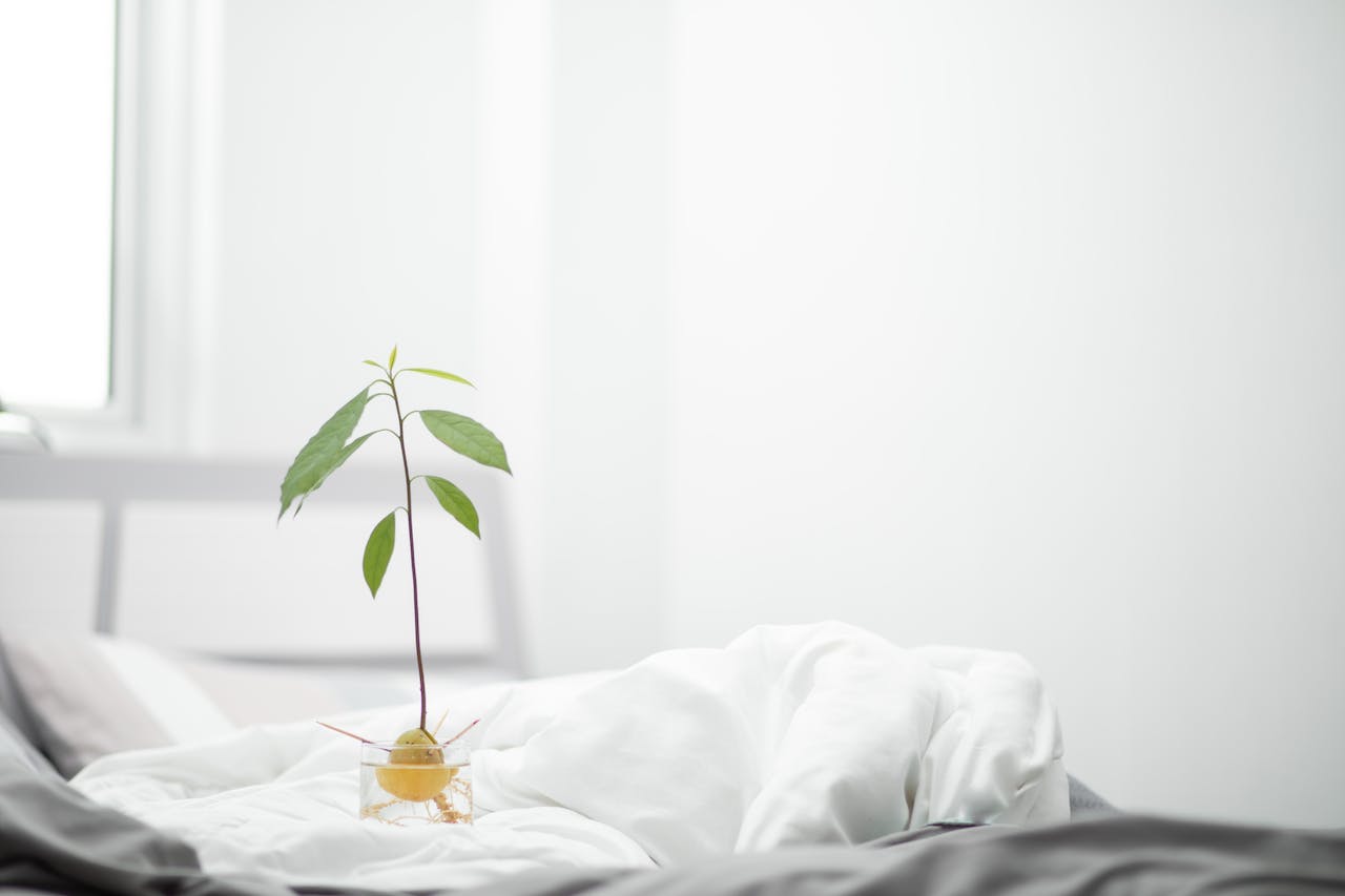 avocado leaves tea