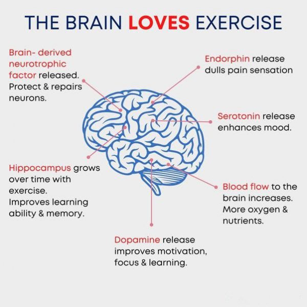 A Brain-Healthy Life: The Undeniable Power of Exercise - Trainerize.me
