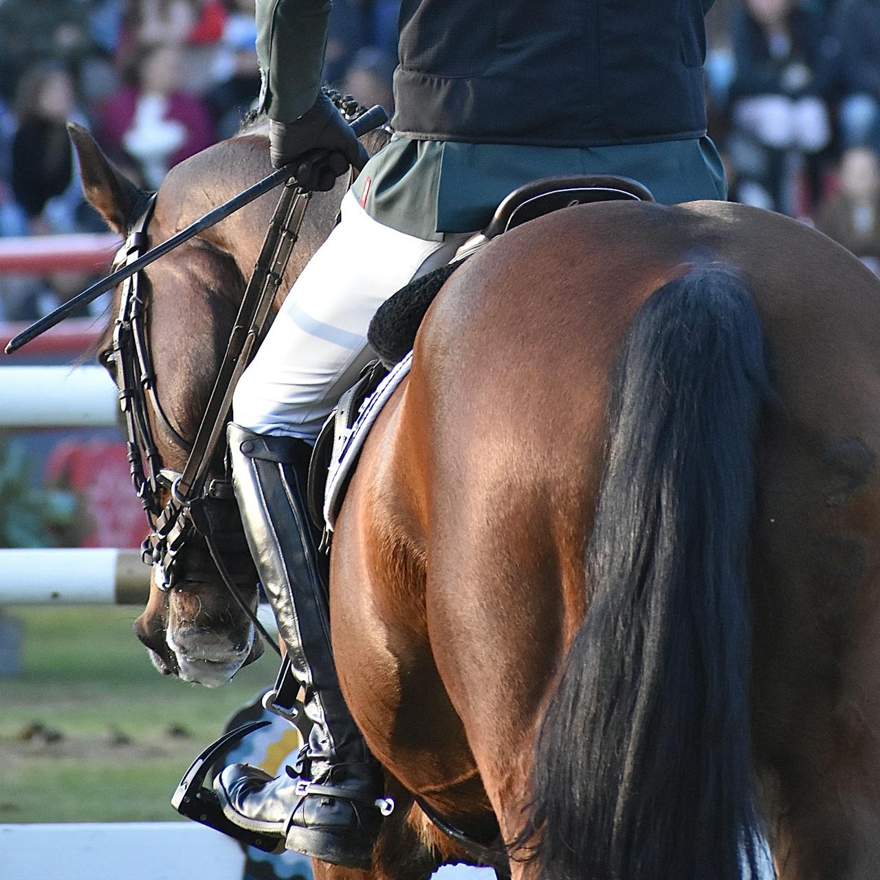 Equestrian Athlete
